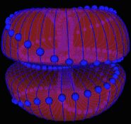 dualtorus