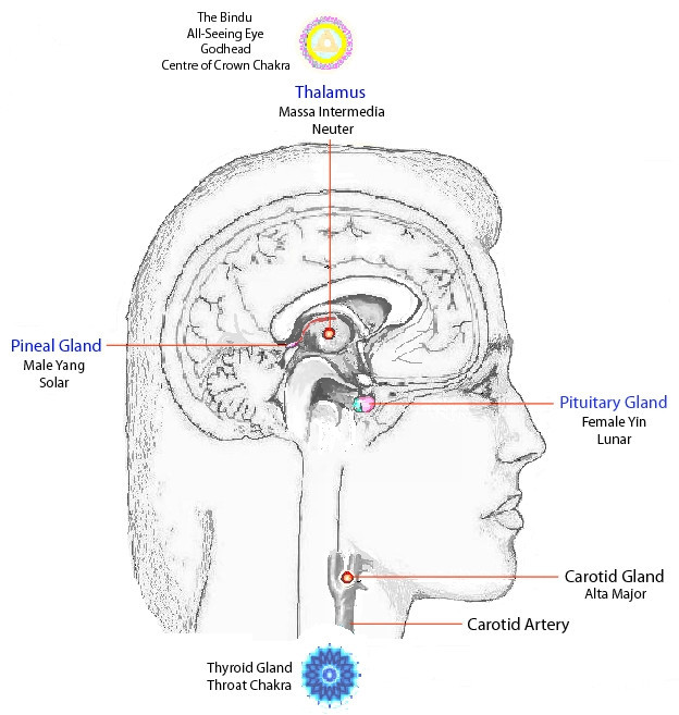 glands-brain2