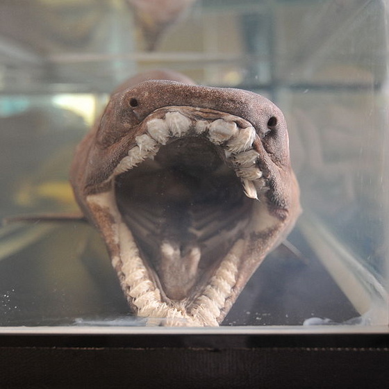 Chlamydoselachus anguineus mouth