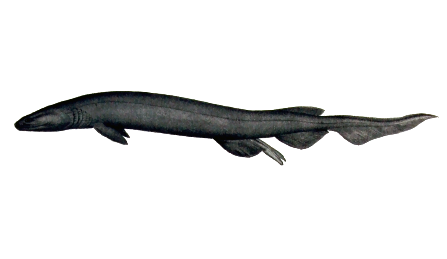 Chlamydoselachus anguineus 1906.png