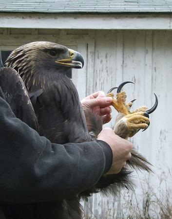 sas eagle