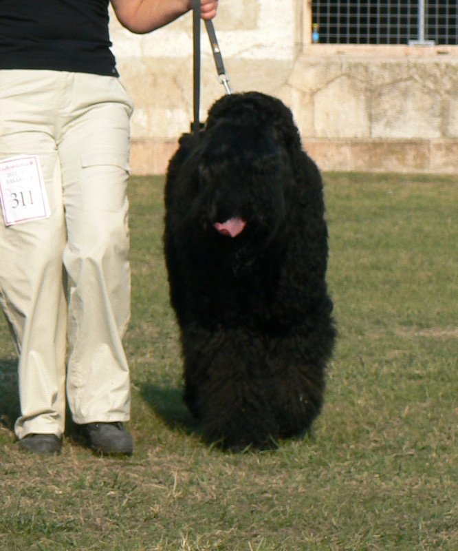 Kozak 3 éves (3 years old)