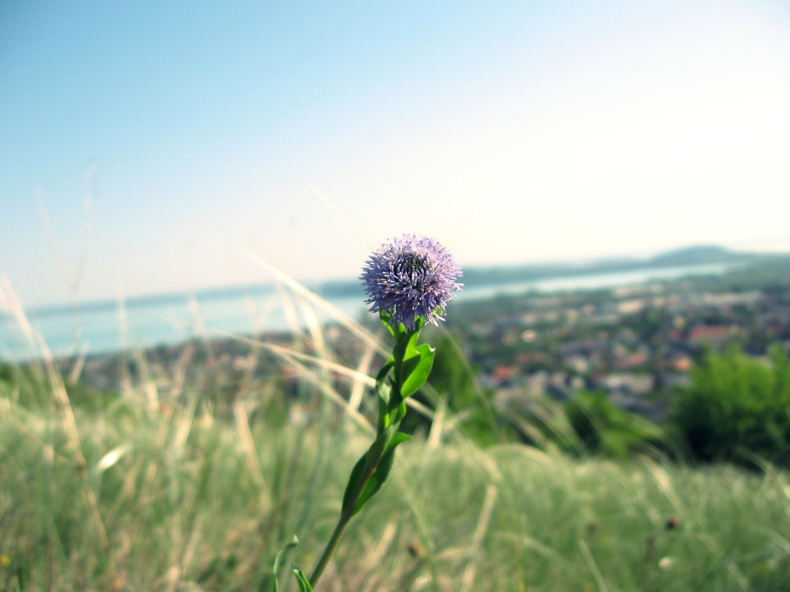 hometown&flower