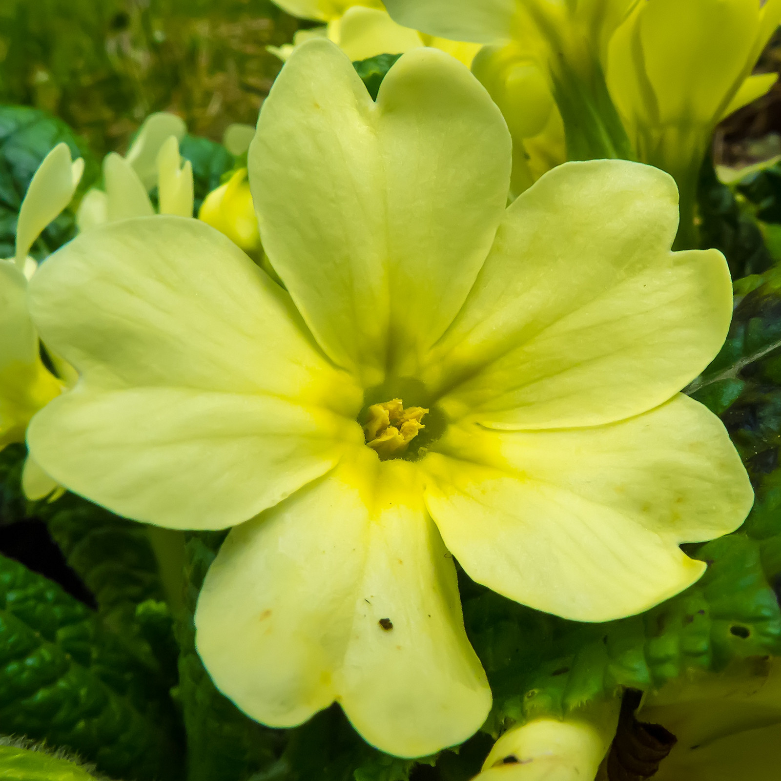 Szártalan kankalin (Primula vulgaris)