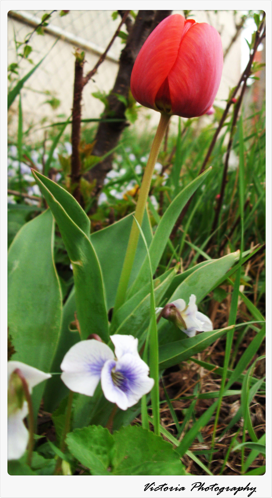 Tulipán, ibolya