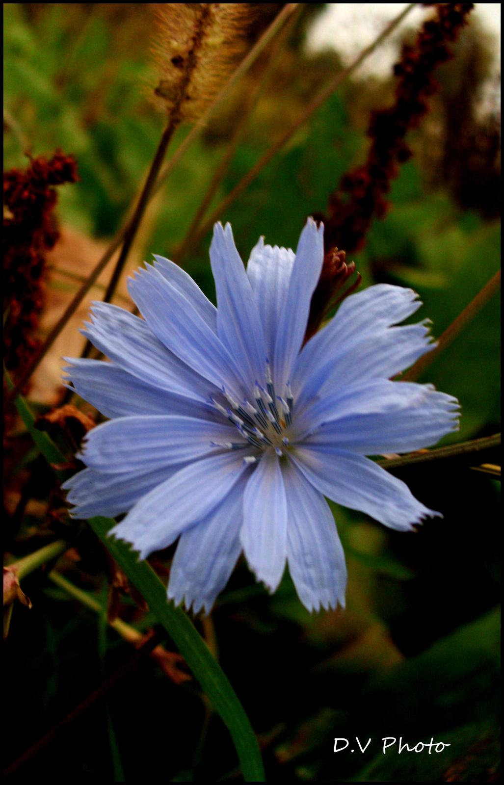 blue flower