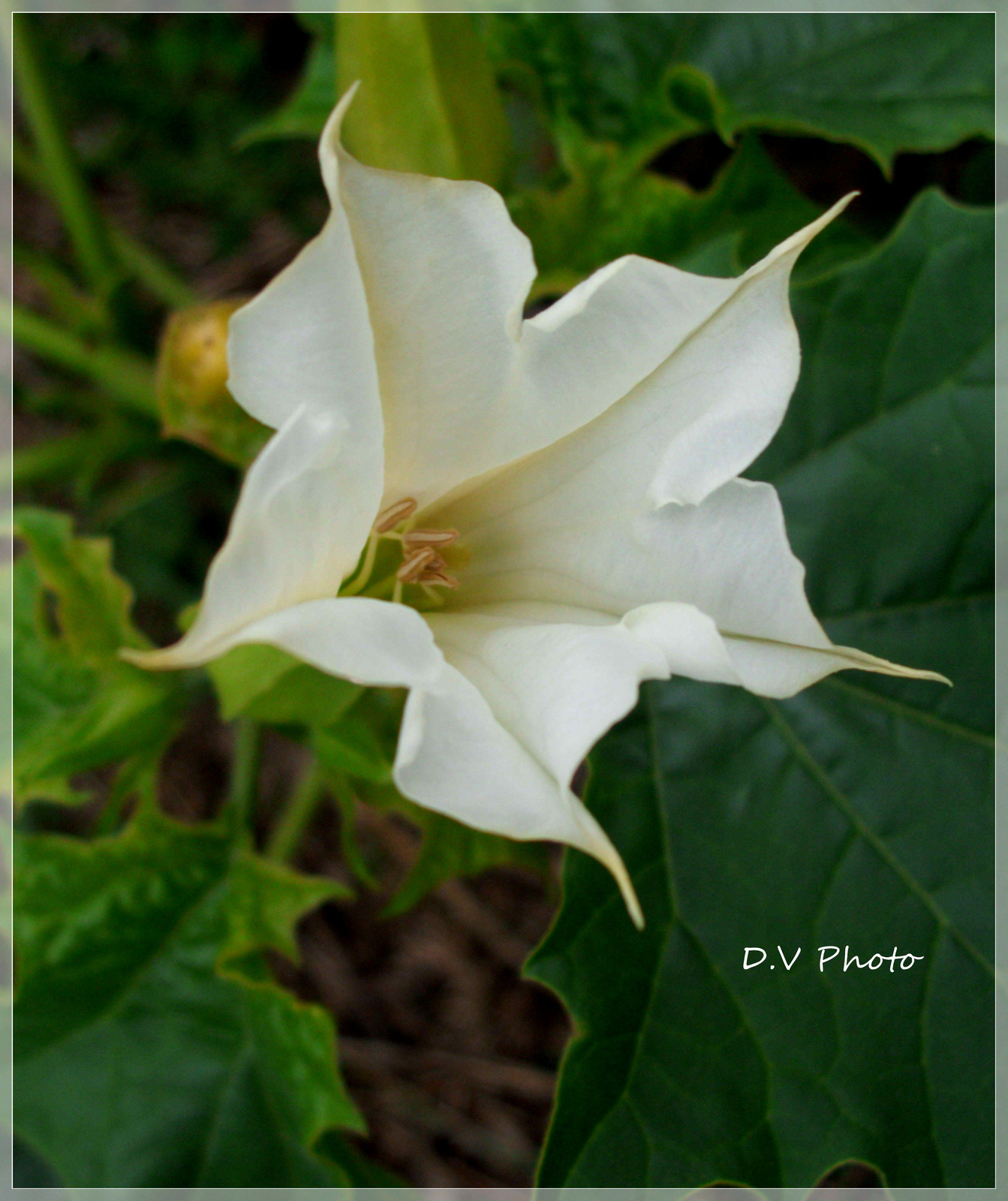 white flower