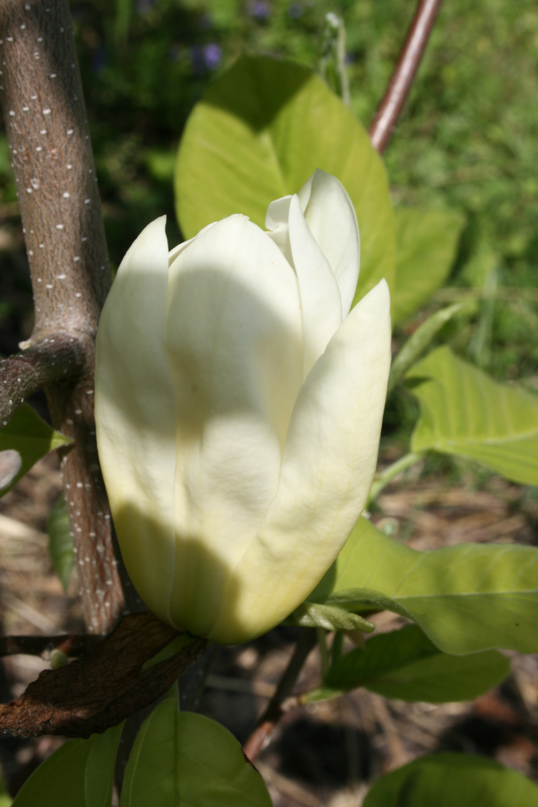 09. Magnolia