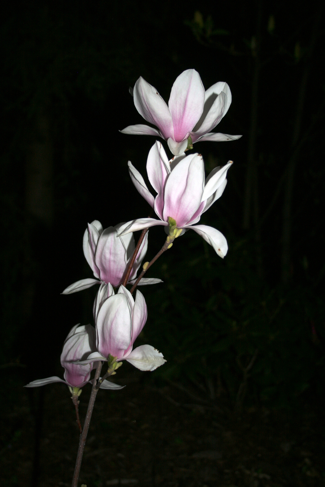 Magnólia Soulangina by night