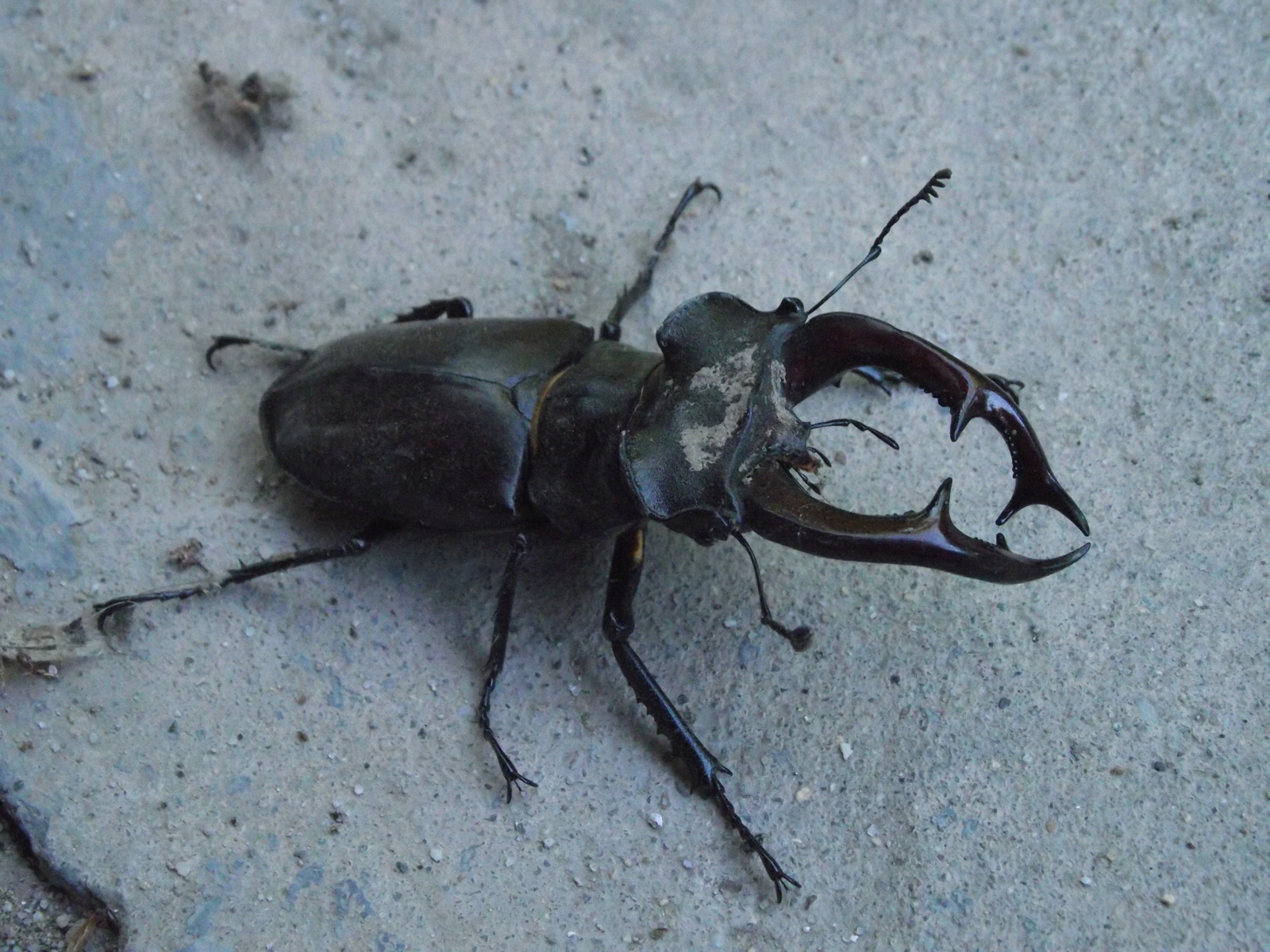 Lucanus cervus bogar Kép 192