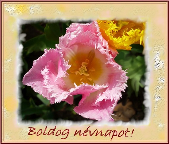 Rózsaszín-sárga tulipán