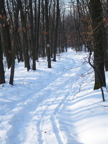 Erdőrészlet télen