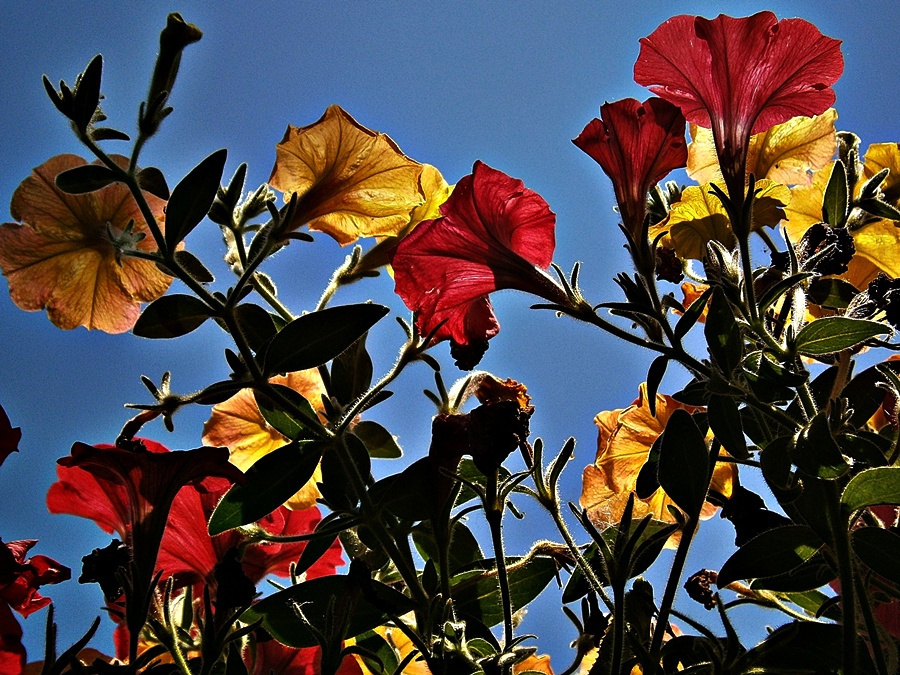 Petunia ellenfényben