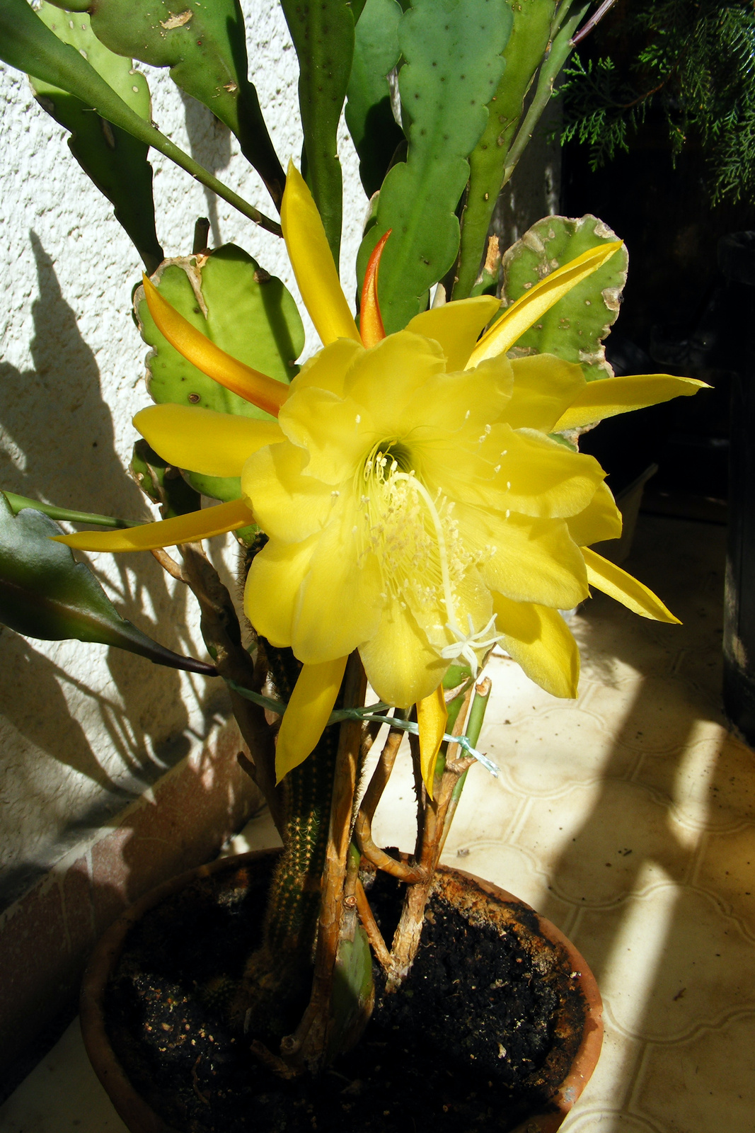 | Elkeveredett fotók #12.3 - Nagyi kaktusza |