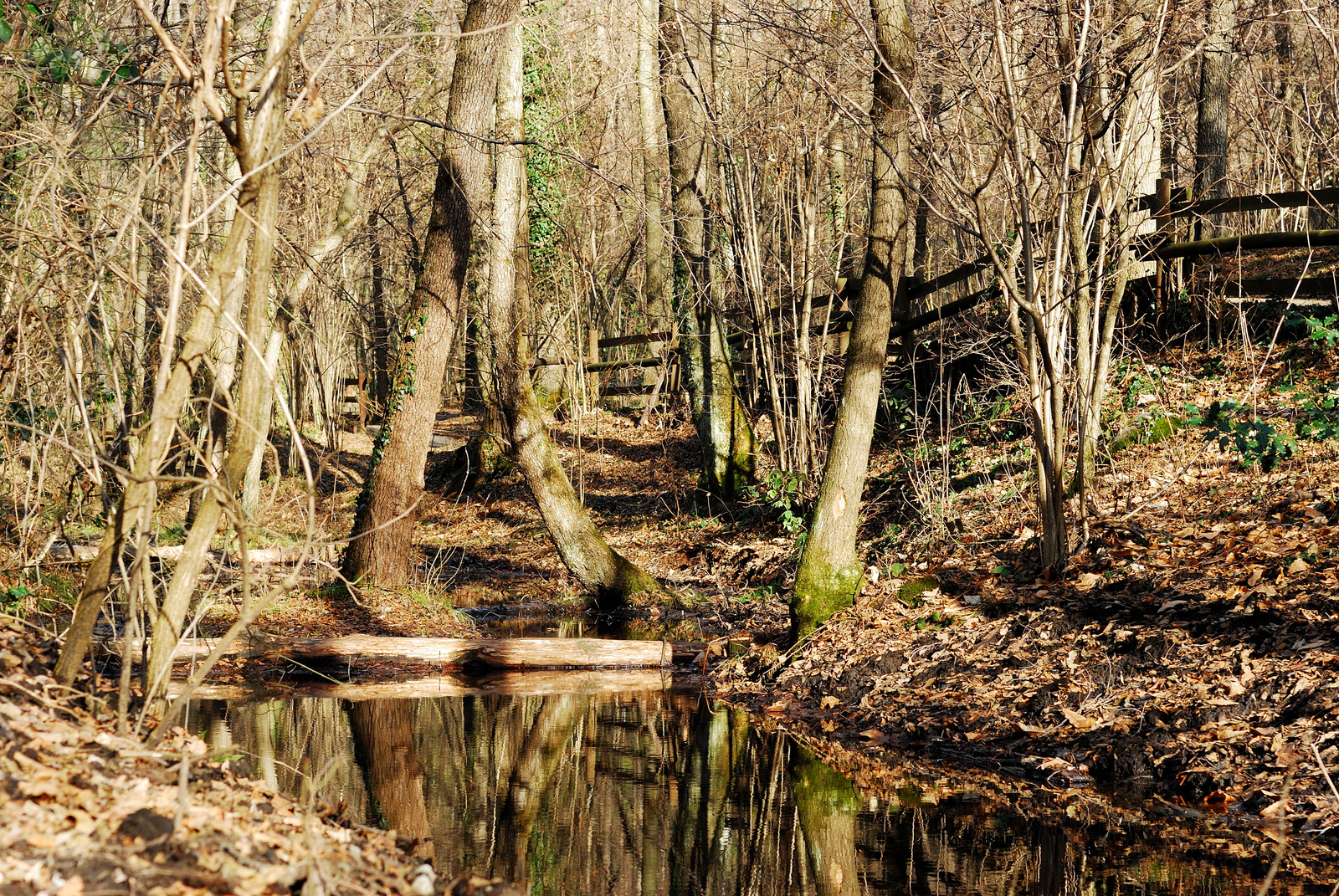 Italy #18 - Parco Regionale Spina Verde | 7895