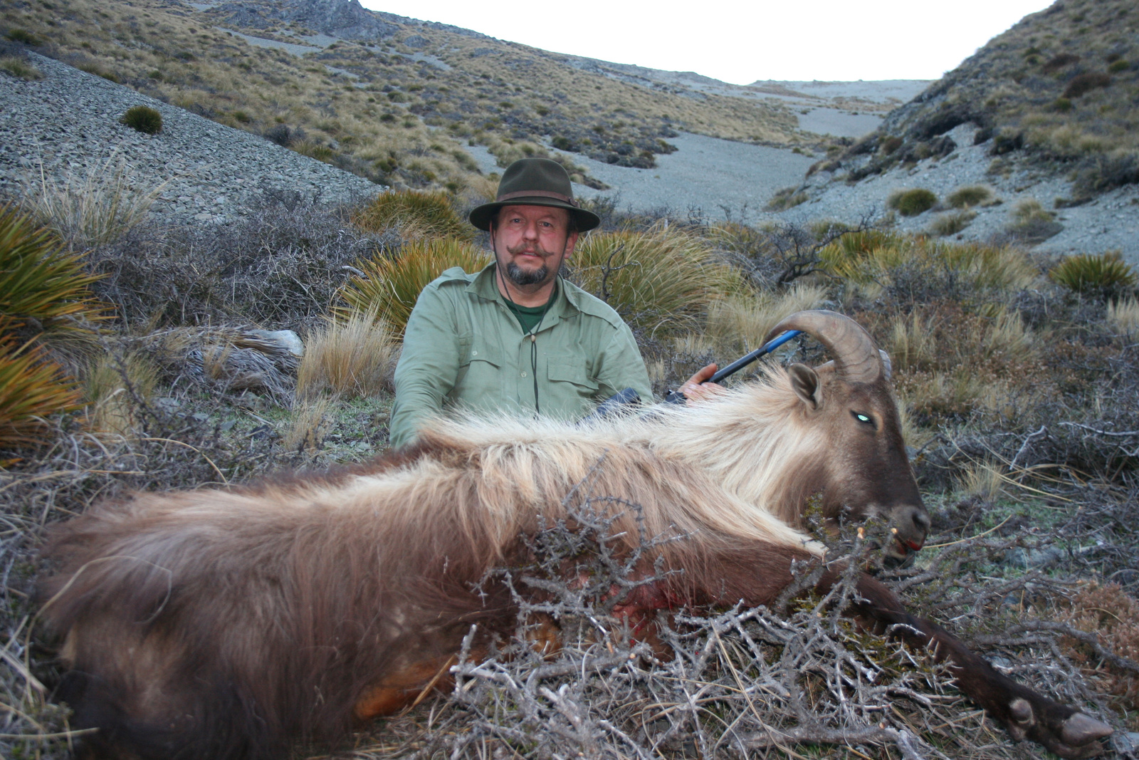 272 Új Zéland tahr bak 2008