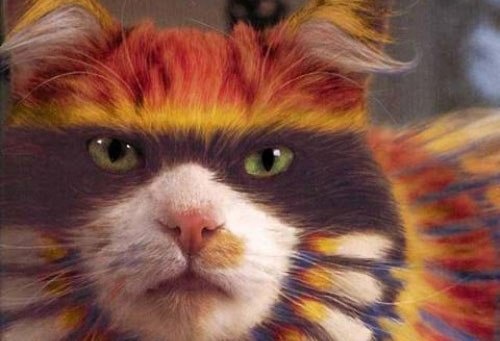 a-paint-dye-cats-8