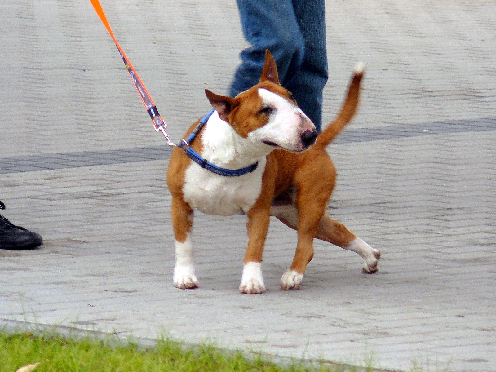 Bullterrier sasszé