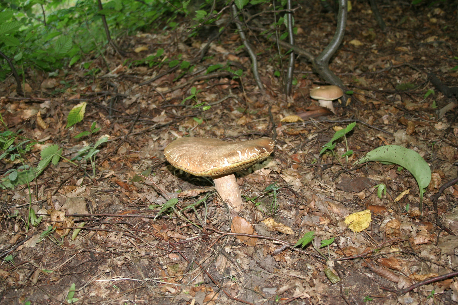 Gombák, Molyhos tinóru