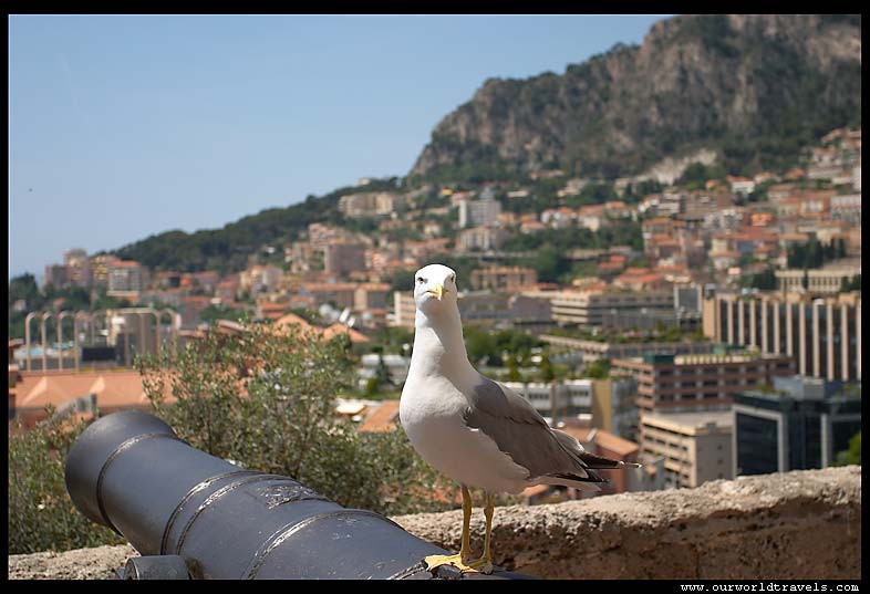 seagull-monaco