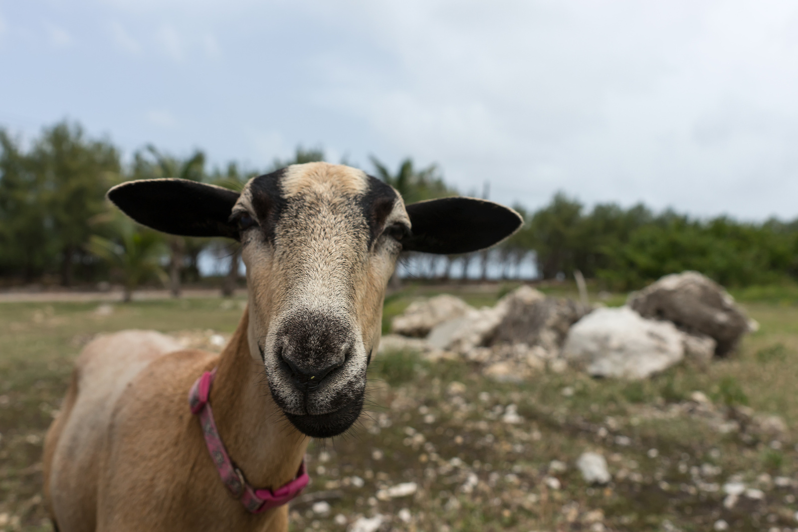 Curious - Barbados 2014