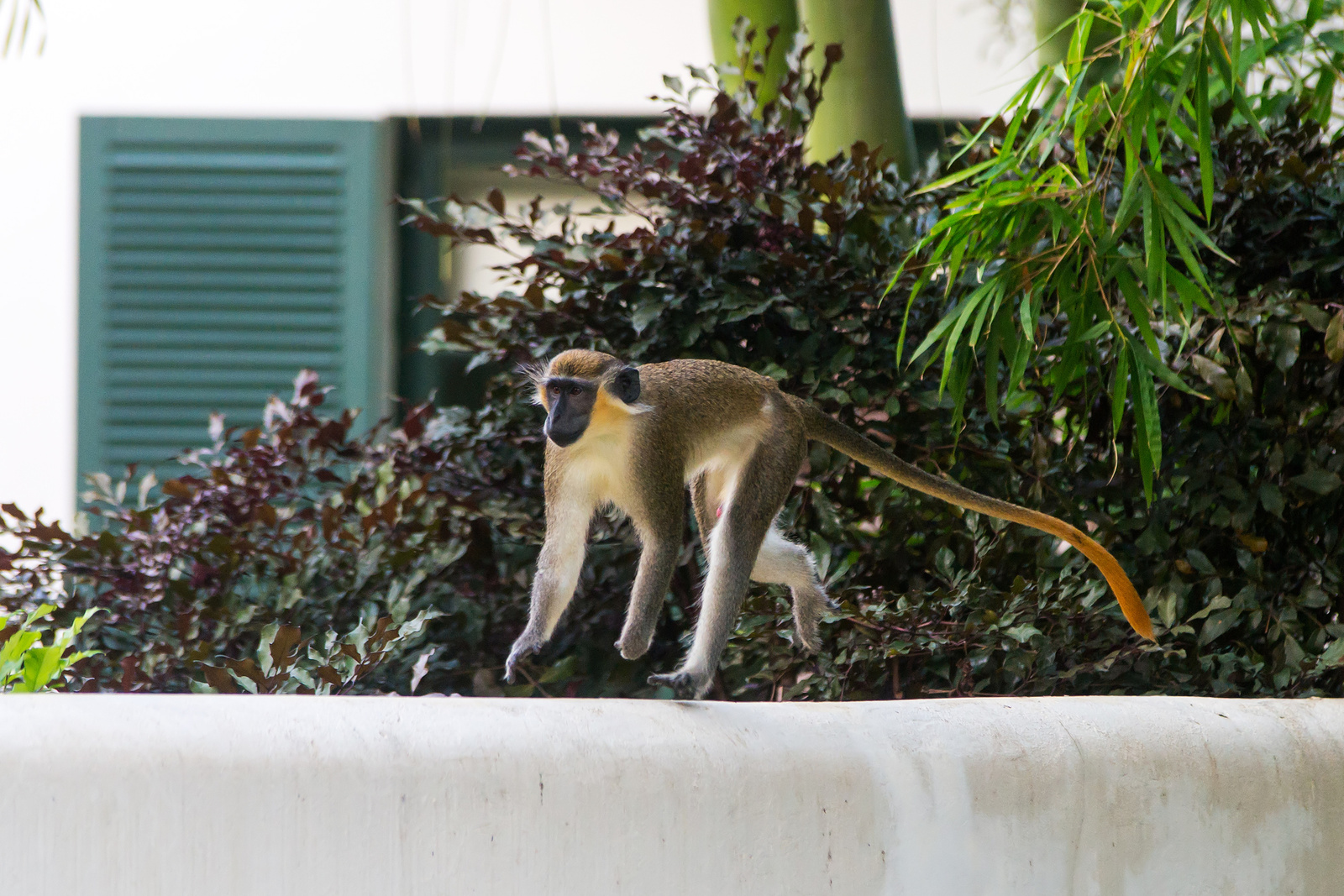 Green Monkey at The Legend Condos - Barbados 2014