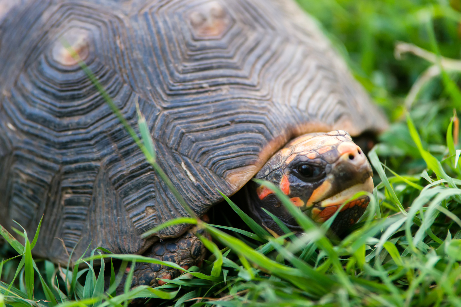 Turtle in the garden of The Legend Condos - barbados 2014