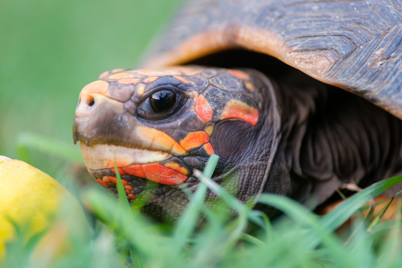 Turtle in the garden of The Legend Condos - barbados 2014