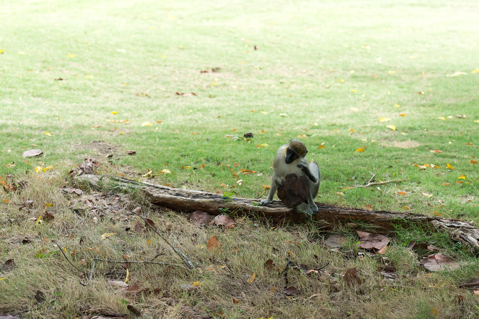 Green monkey - Barbados 2014