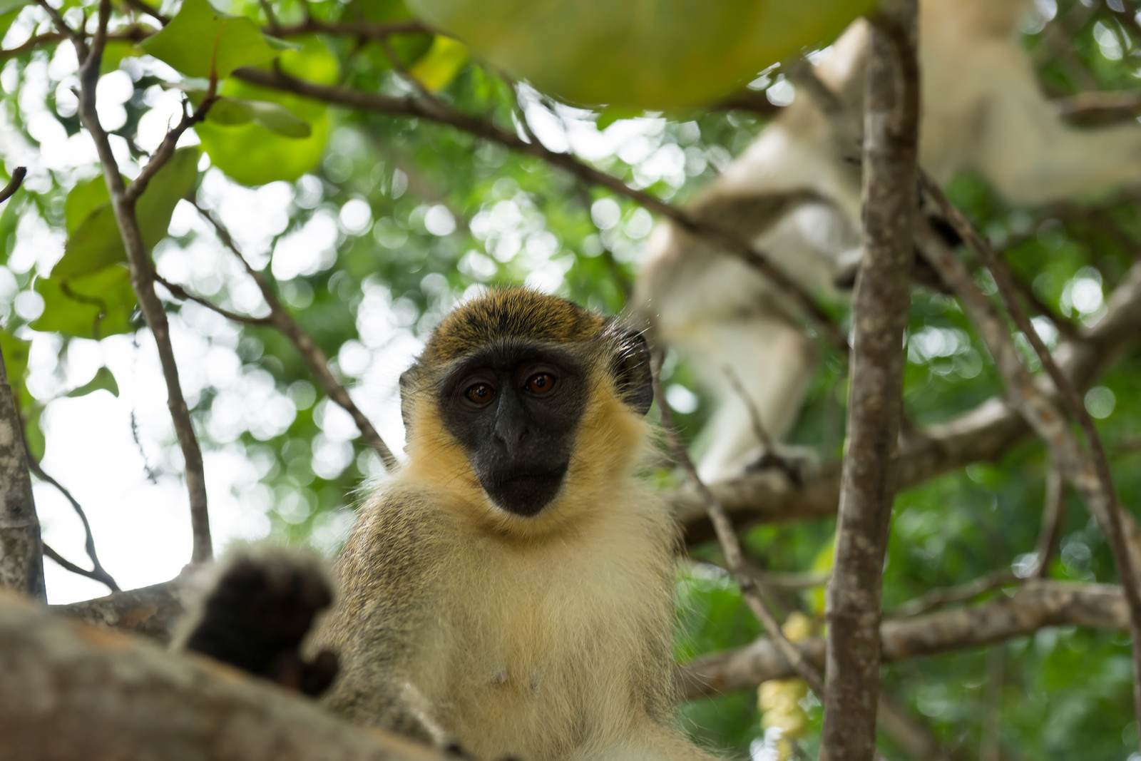 Green monkey - Barbados 2014