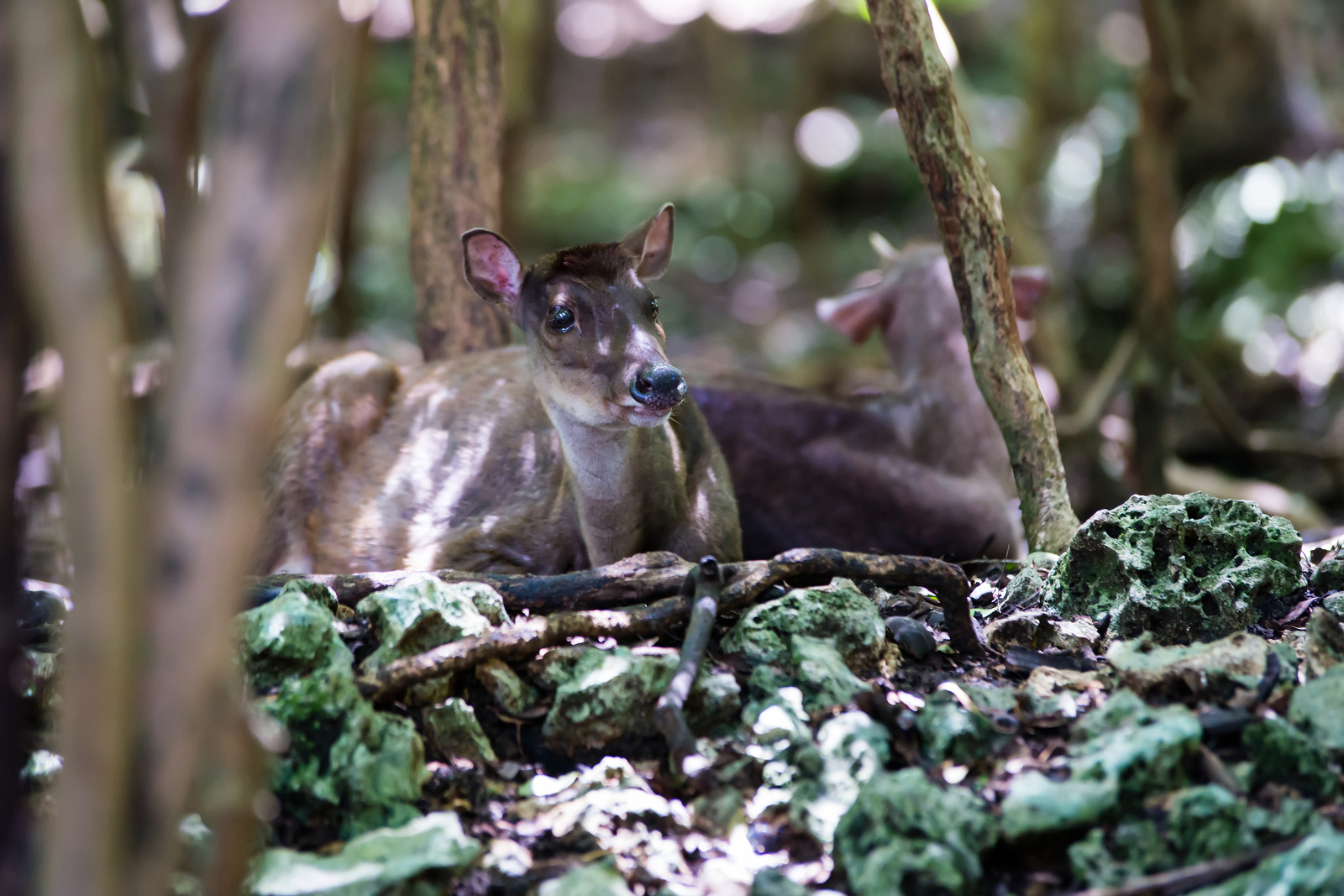 Barbados Wildlife Reserve - St. Peter, Barbados 2014