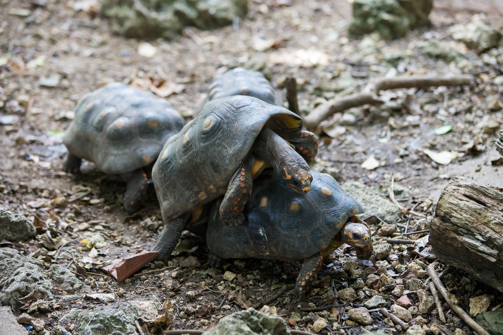 Barbados Wildlife Reserve - St. Peter, Barbados 2014