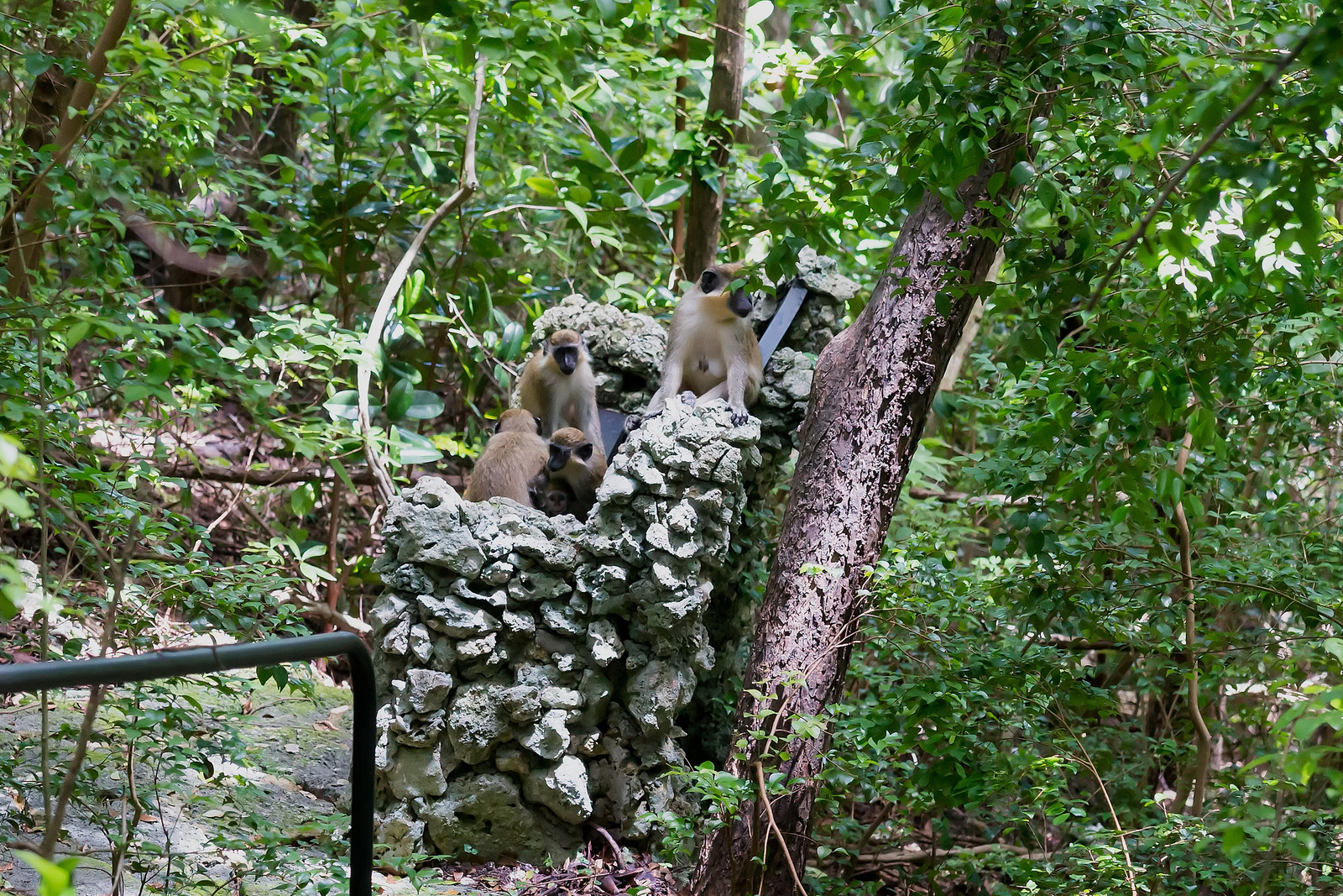 Green Monkey Family @ Grenade Hall Forest - Barbados 2014