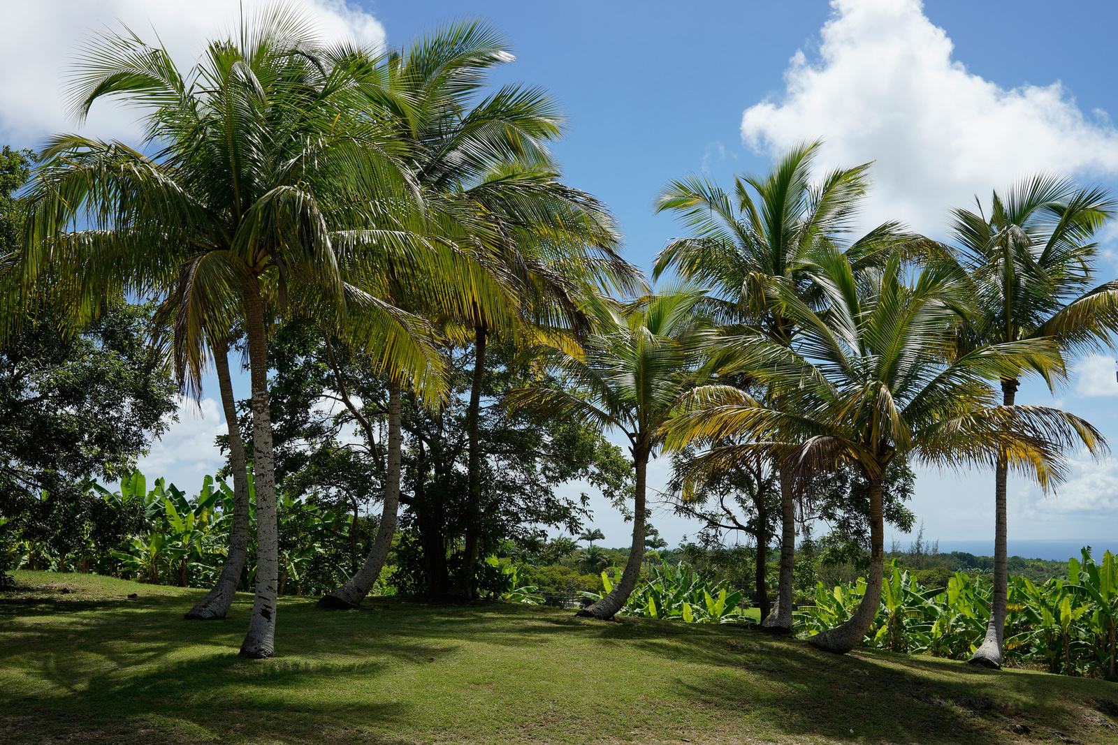 Grenade Hall Forest - Barbados 2014