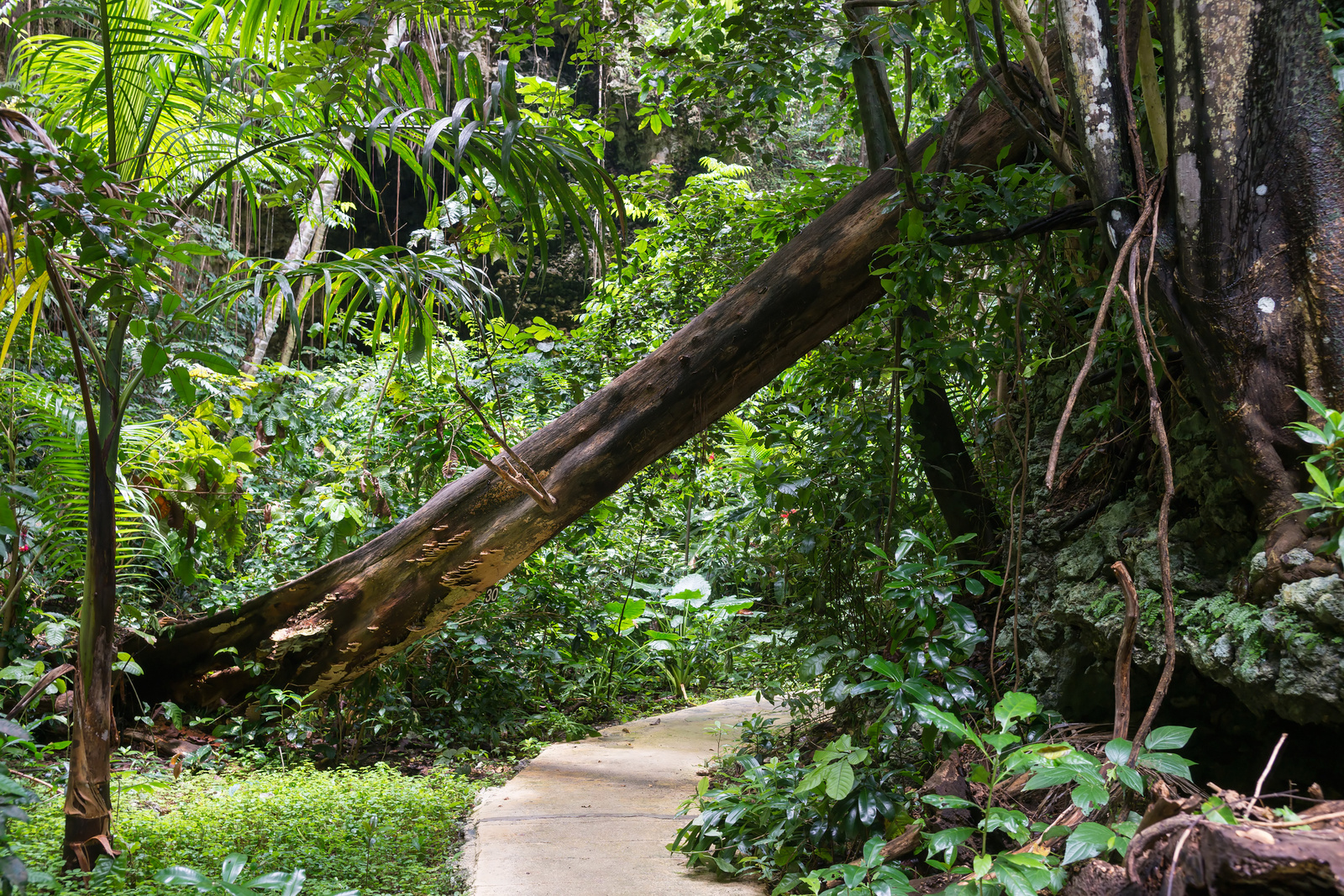 Welchman Hall Gully - Barbados