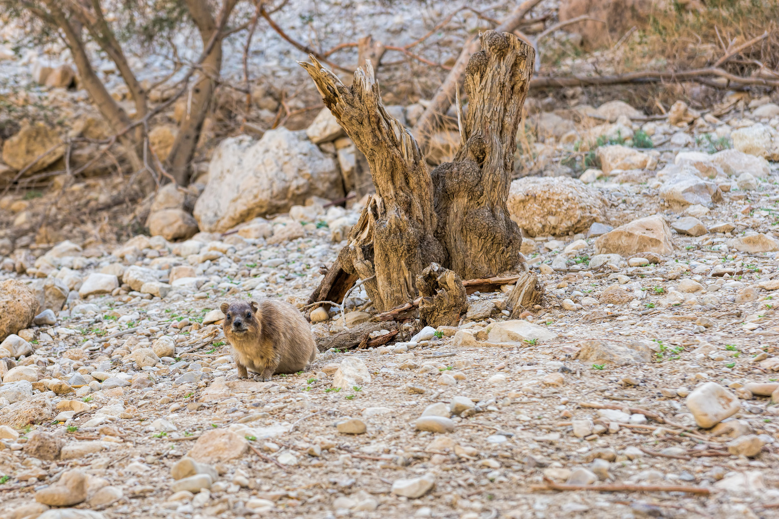 Rock Hyrax at Wadi David