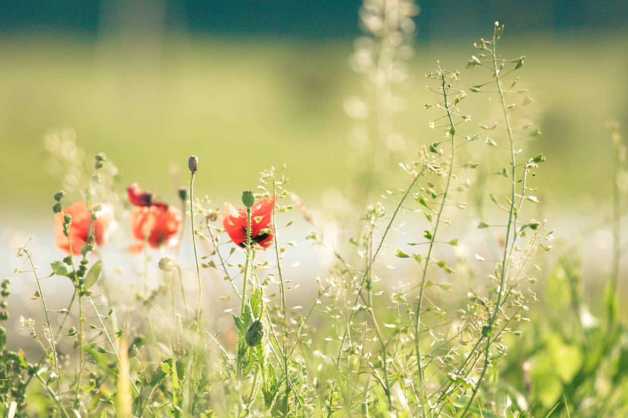 "Poppies in october"