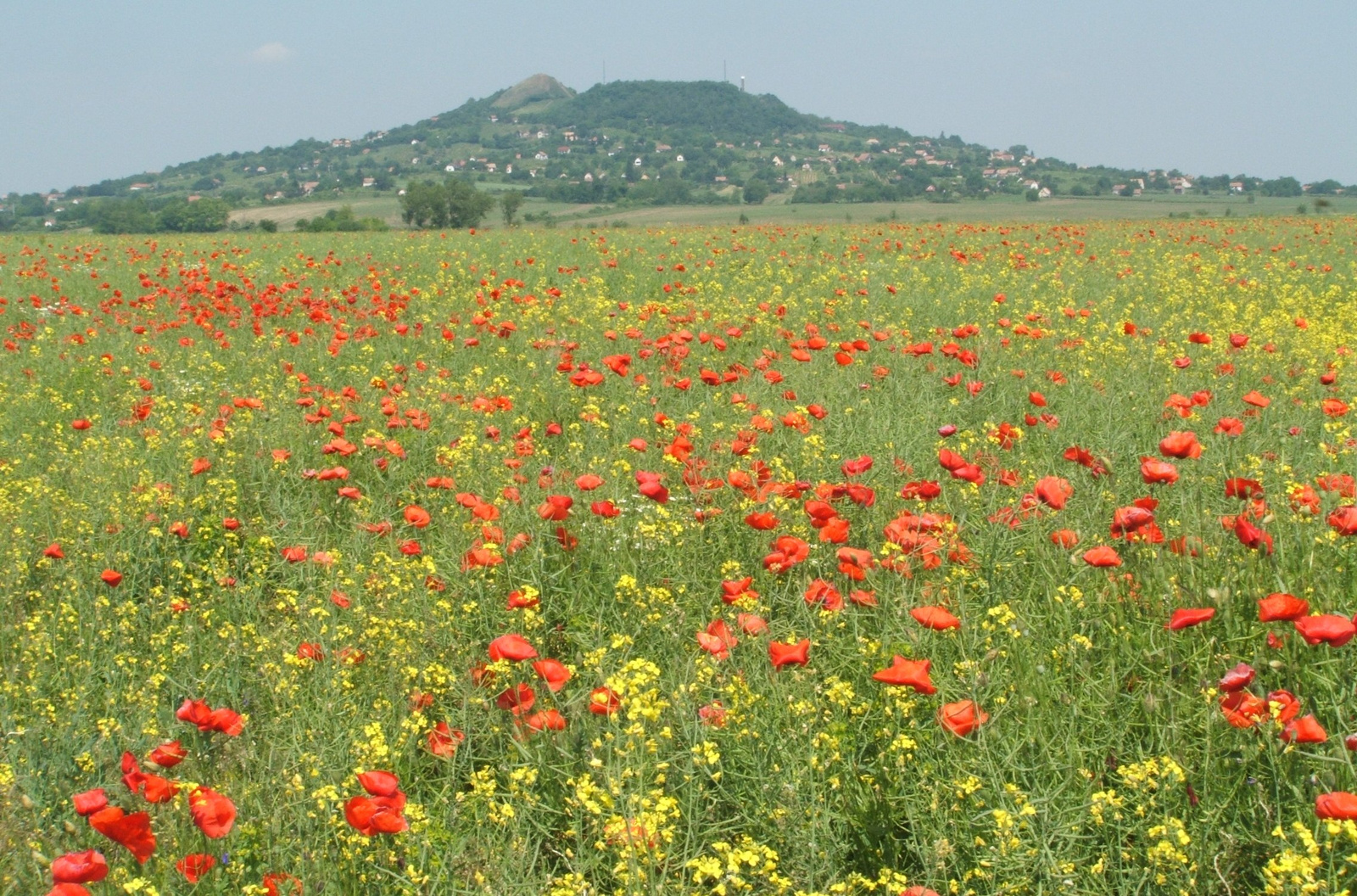 Ság-hegy