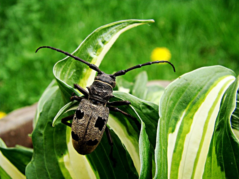 Gyászcincér.