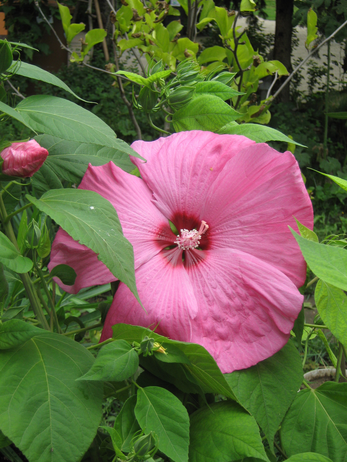 Mocsári Hibiszkusz