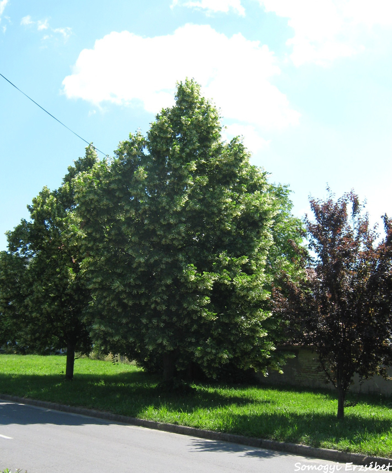 Gábor Pál utcában hársfa