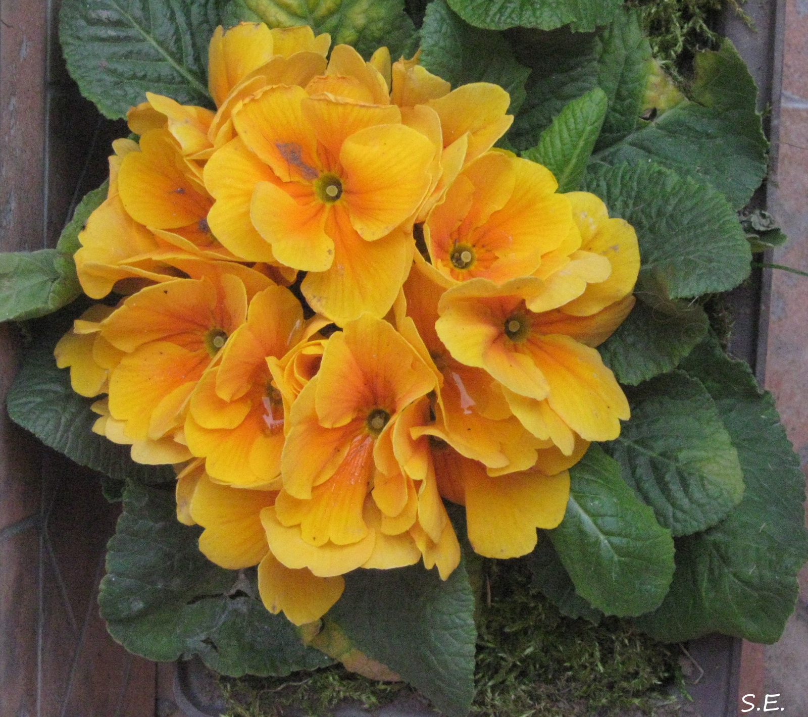 Primula.