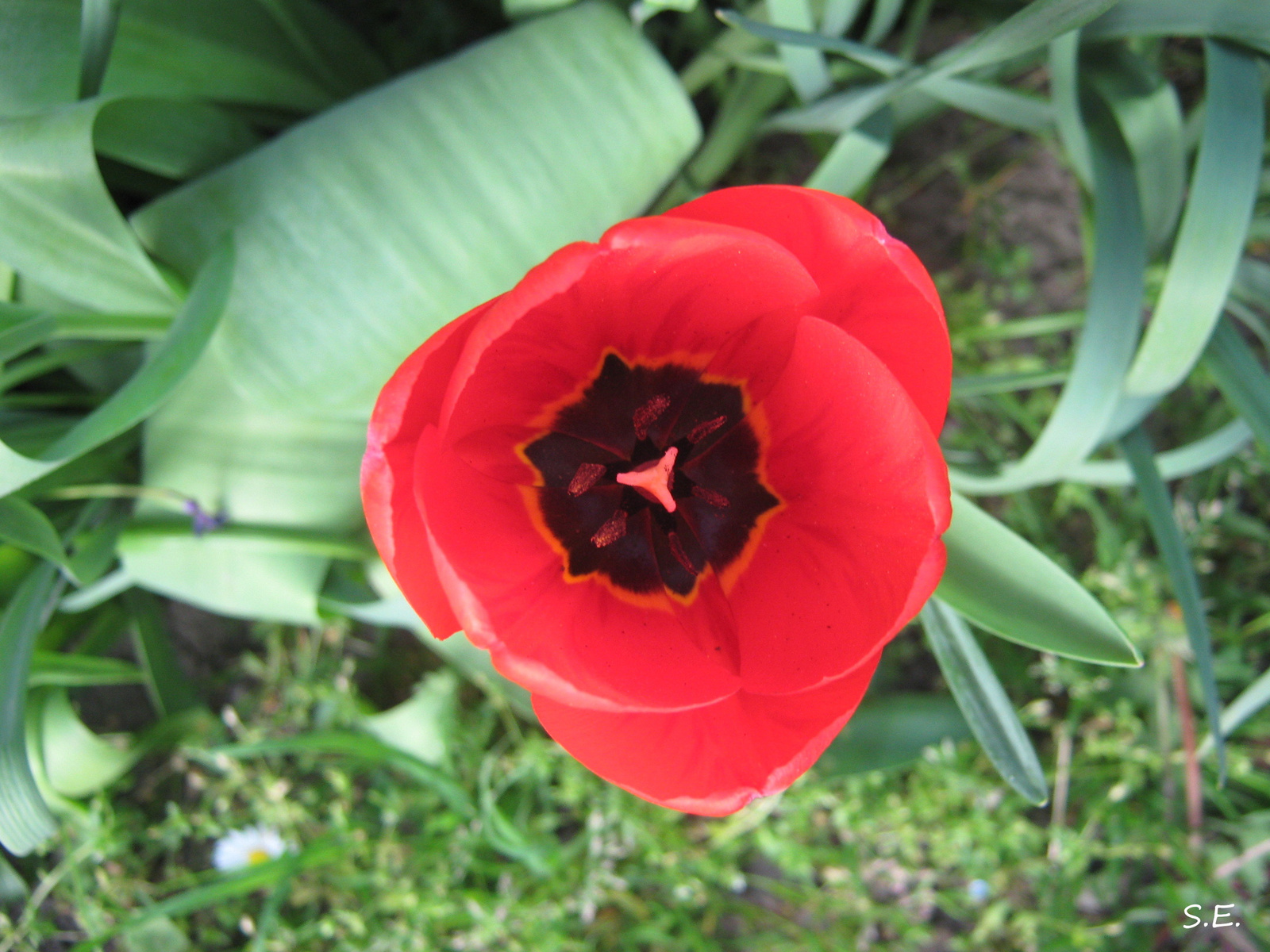 Piros tulipán.