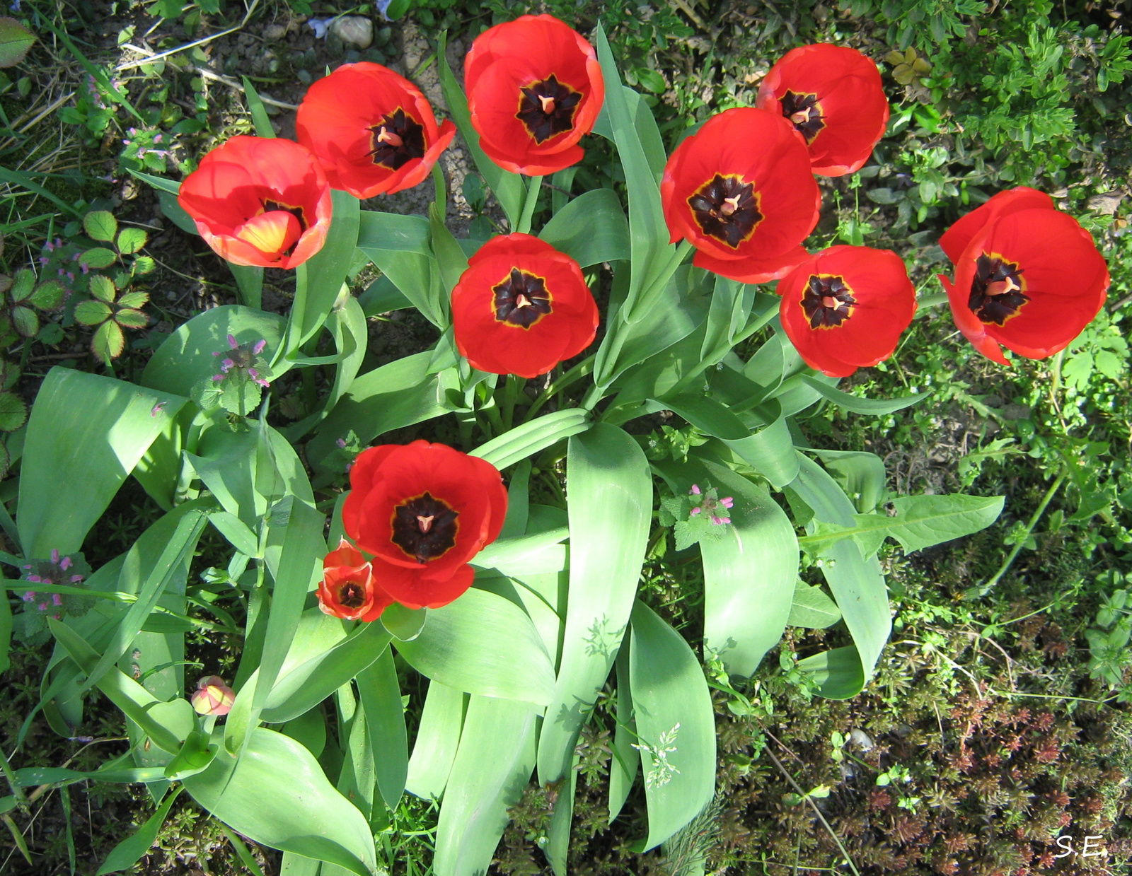 Tulipánok.