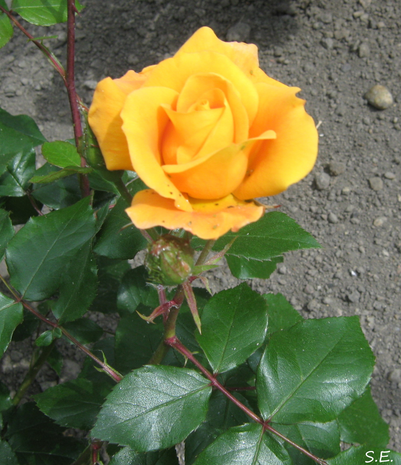 Sárga rózsa.