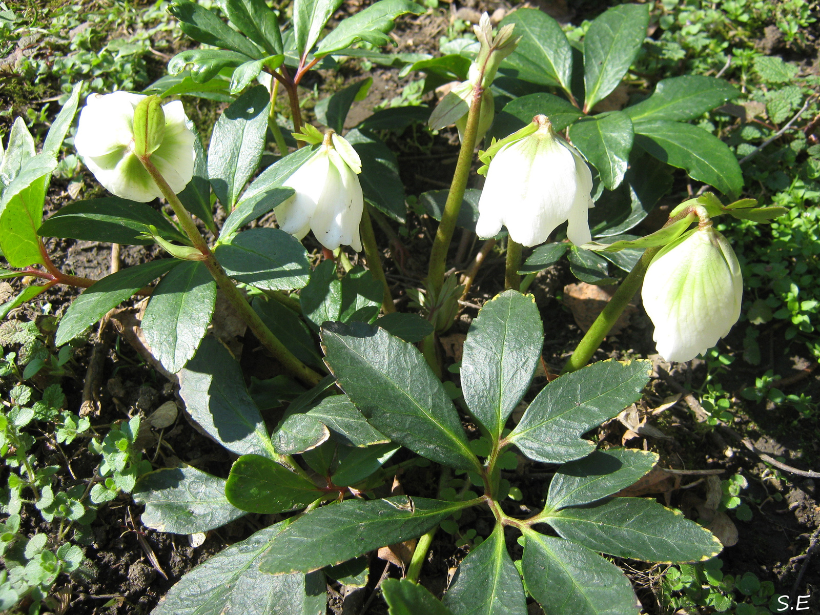 Fekete Hunyor Helleborus niger