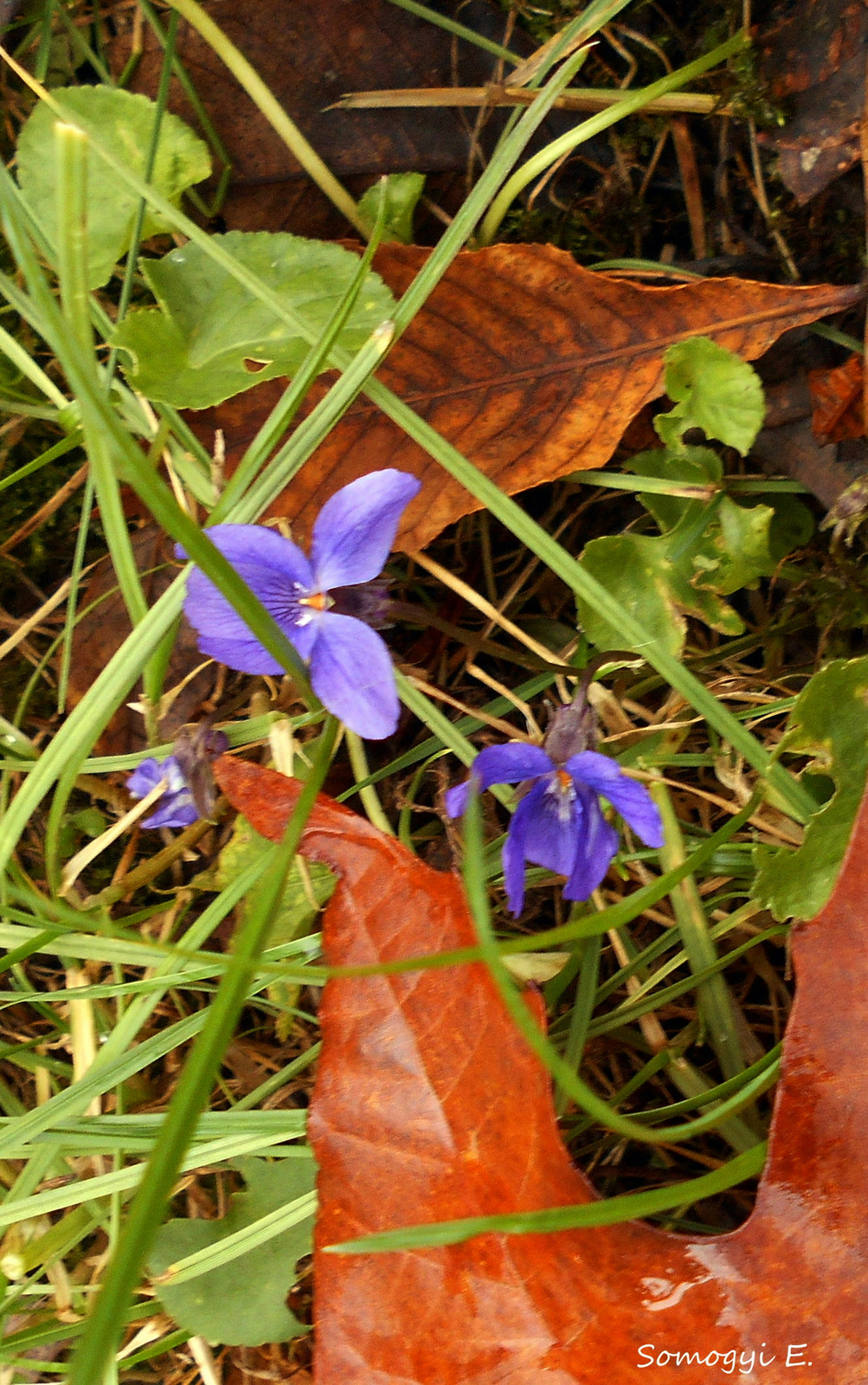 Novemberi ibolyák.