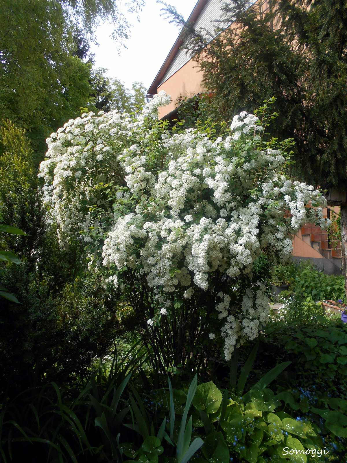 Gyöngyvessző (Spiraea)