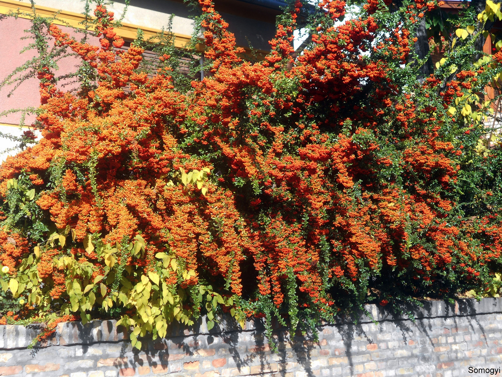 Tűztövis (Pyracantha coccinea )