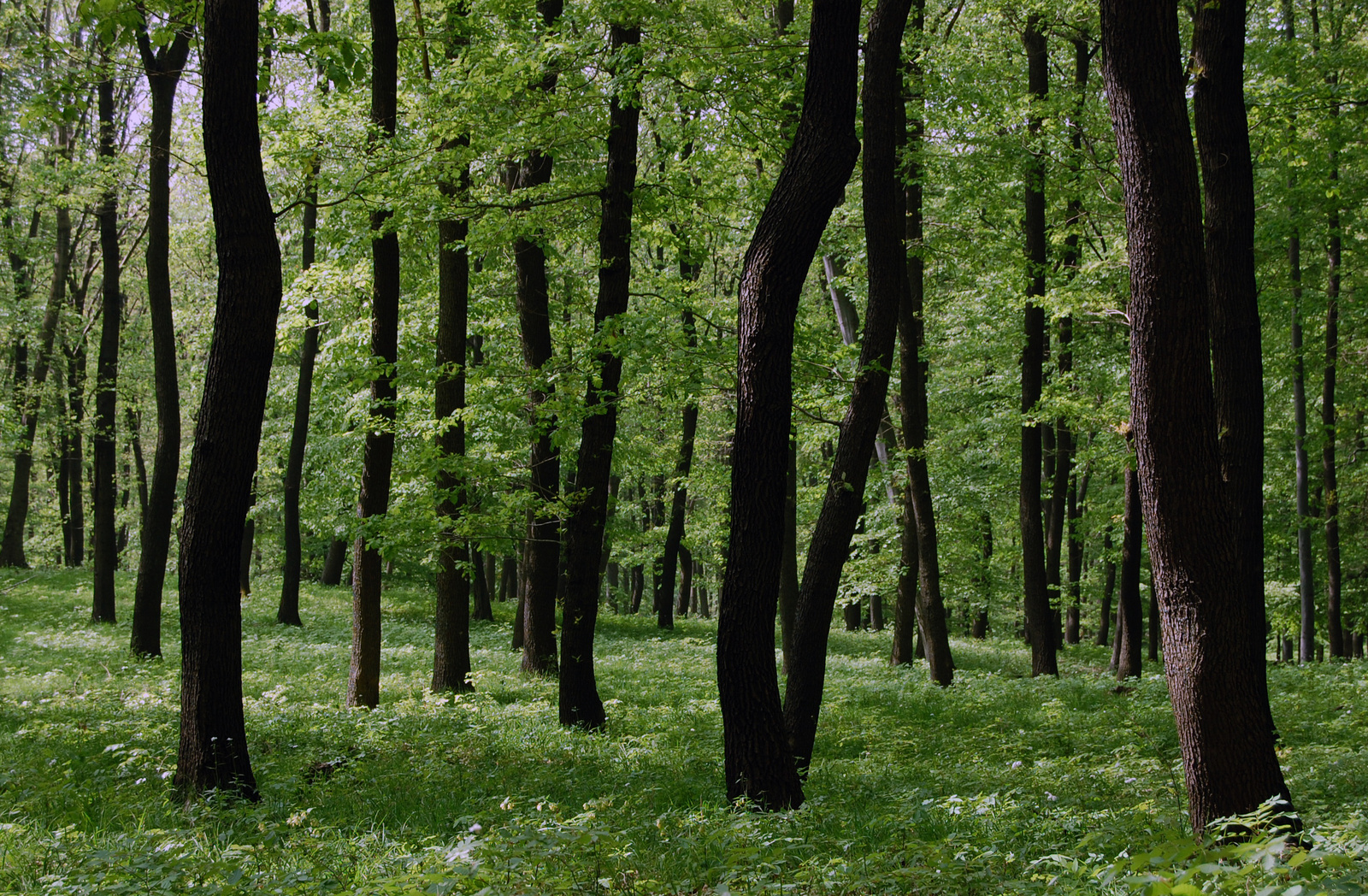 tavaszi erdő